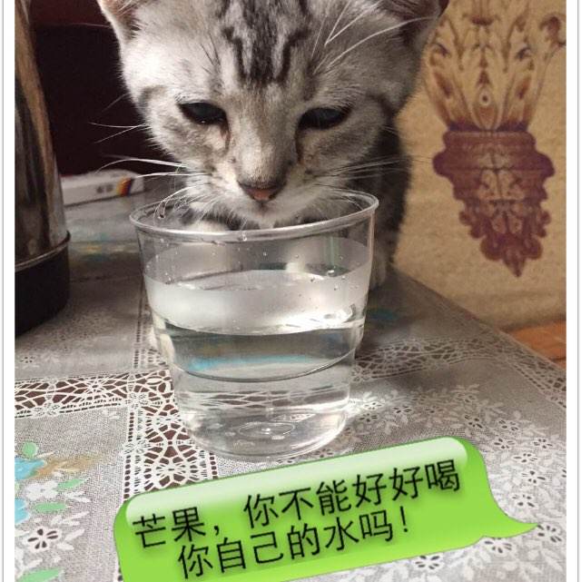 做假大西洋学院学位证